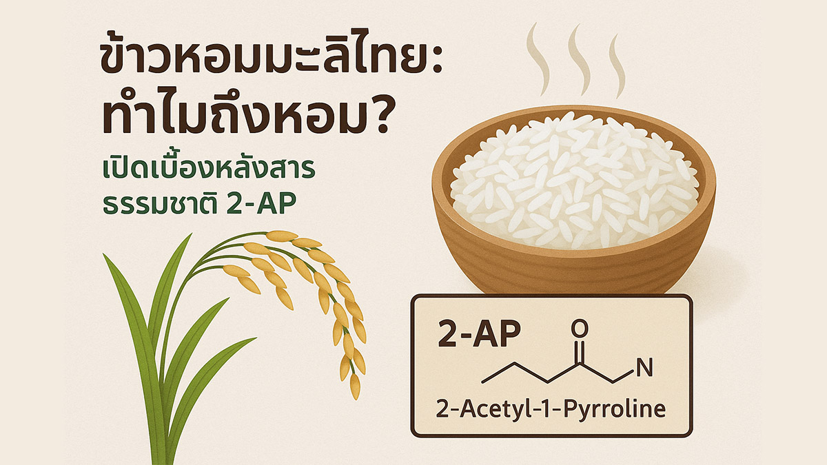 ข้าวหอมมะลิ